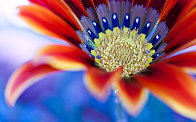 Close-up of a Flower — Red, Vibrant, Photograph