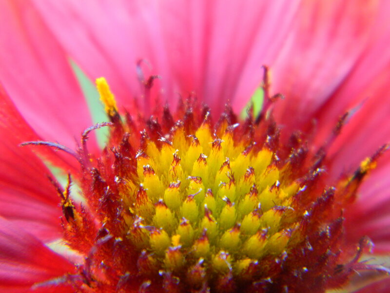 Close-up of a Flower — Red, Vibrant