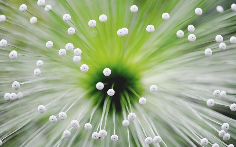 Close-up of a flower's center
