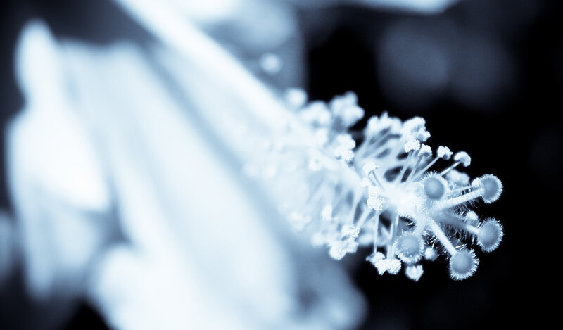 Close-up of a flower's stamen