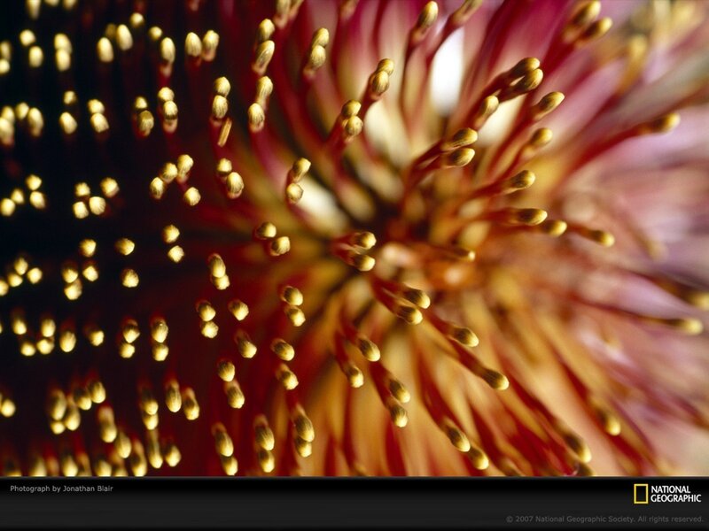 Close-up of a flower's stamen