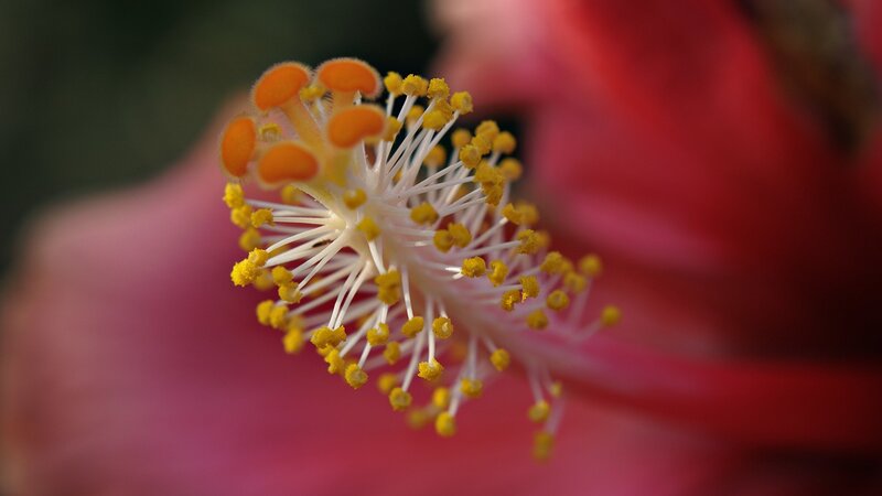 close-up of a flower's stamen