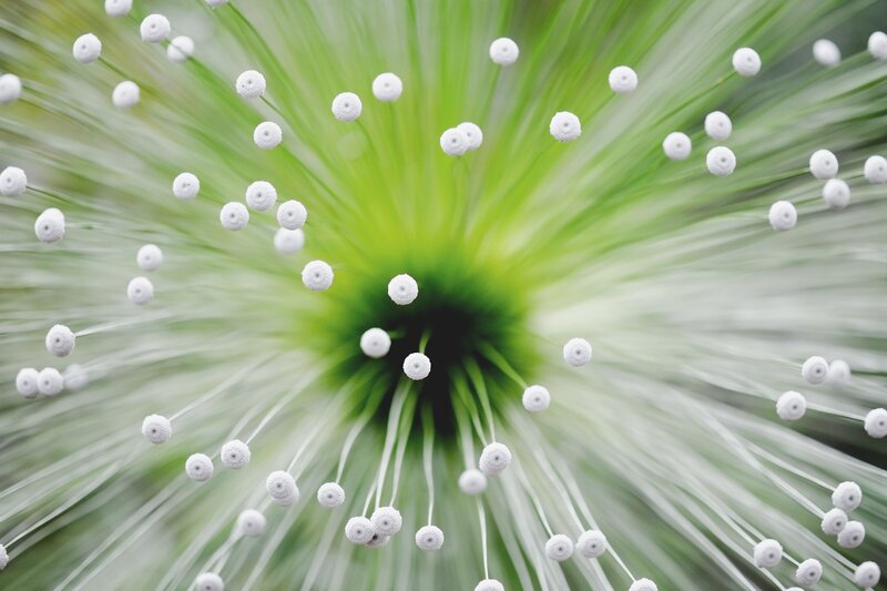 Close-up of a flower's stamen