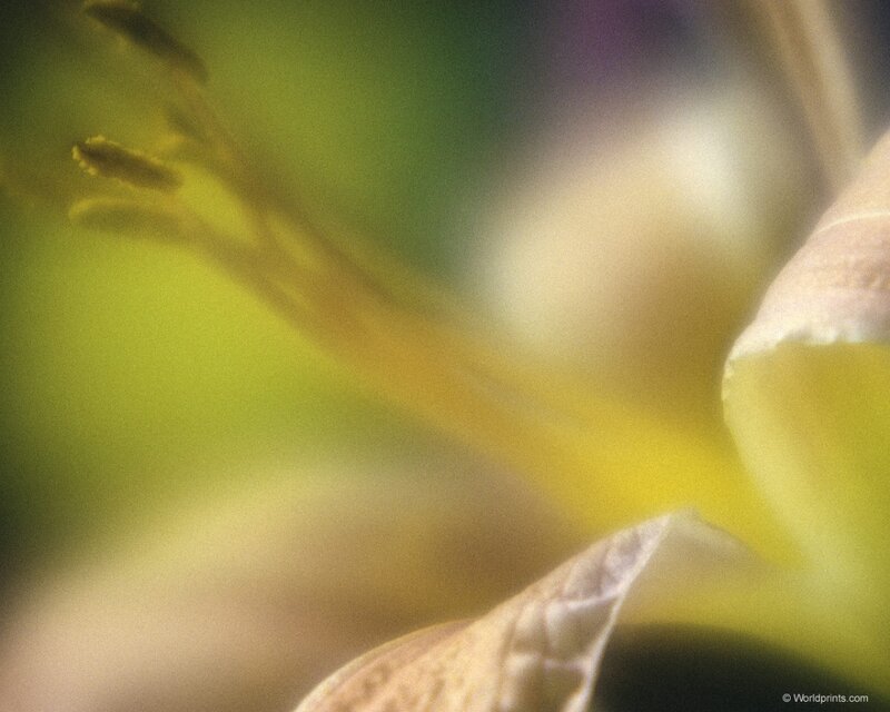 Close-up of a flower's stamen