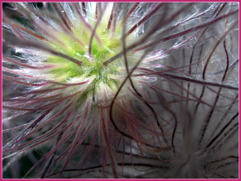 close-up of a flower seed head