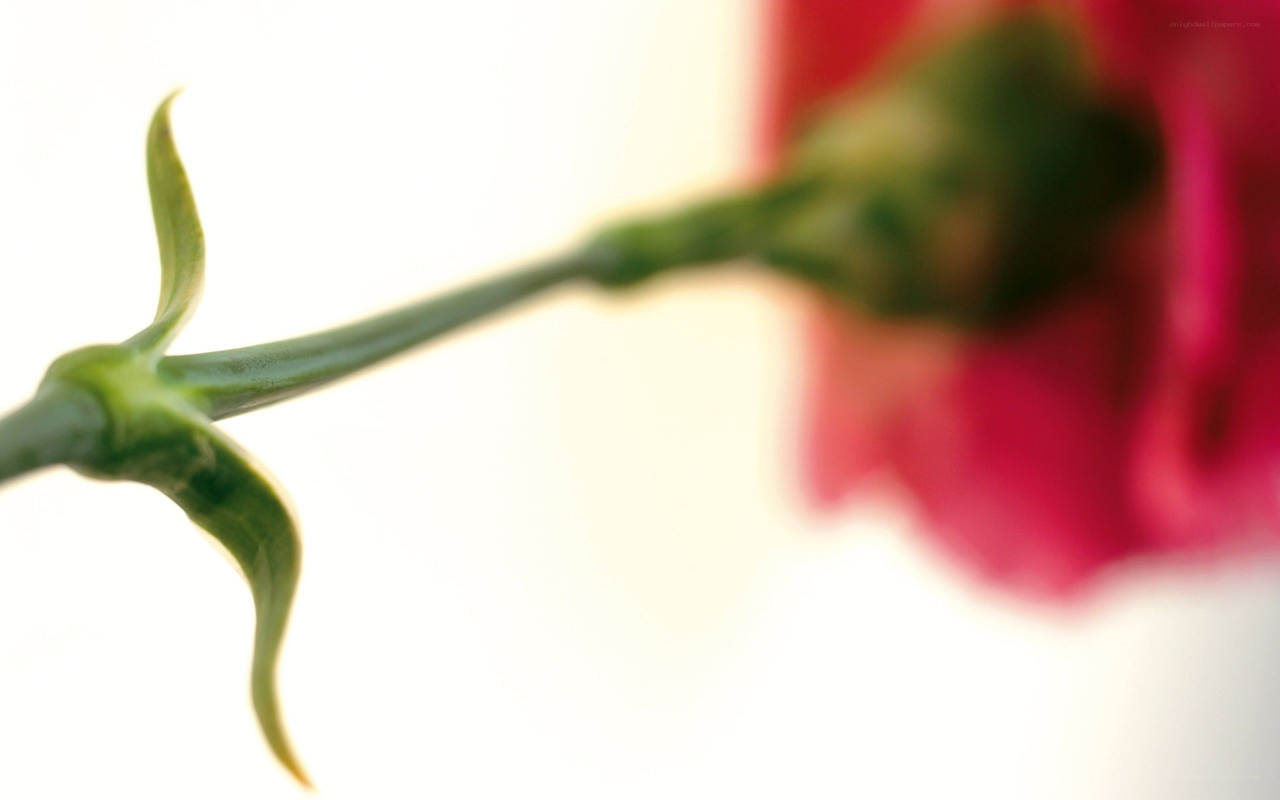 close-up of a flower stem