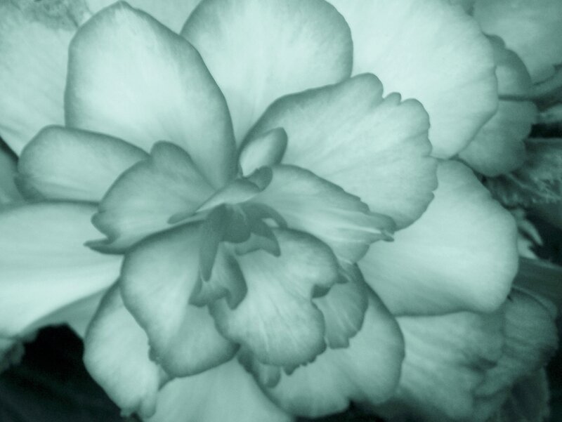Close-up of a Flower — Teal