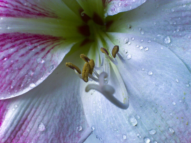 Close-up of a Flower — White, Calm