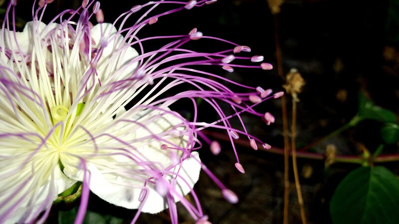 Close-up of a Flower — White, Dramatic