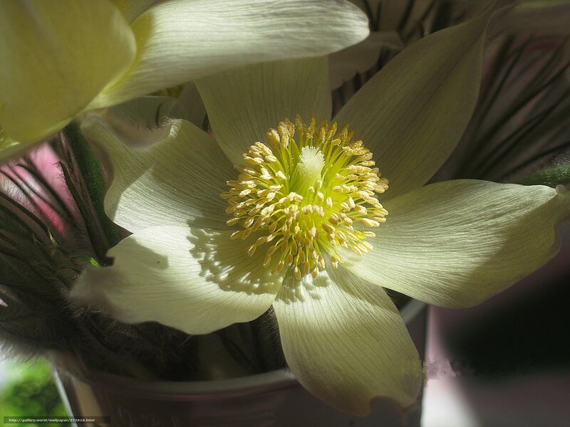 Close-up of a Flower — White, Serene