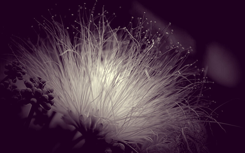 Close-up of a Flower — White
