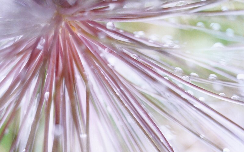 Close-up of a flower with dew