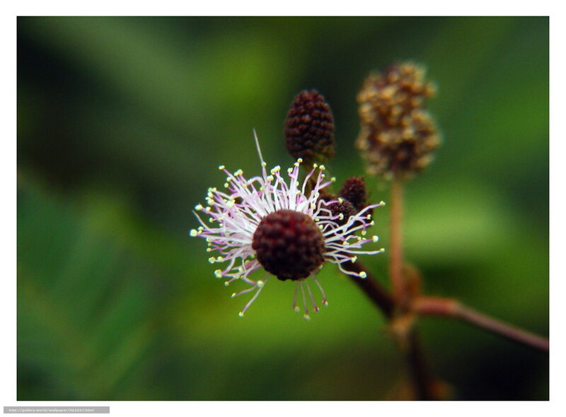 Close-up of a flower with stamens