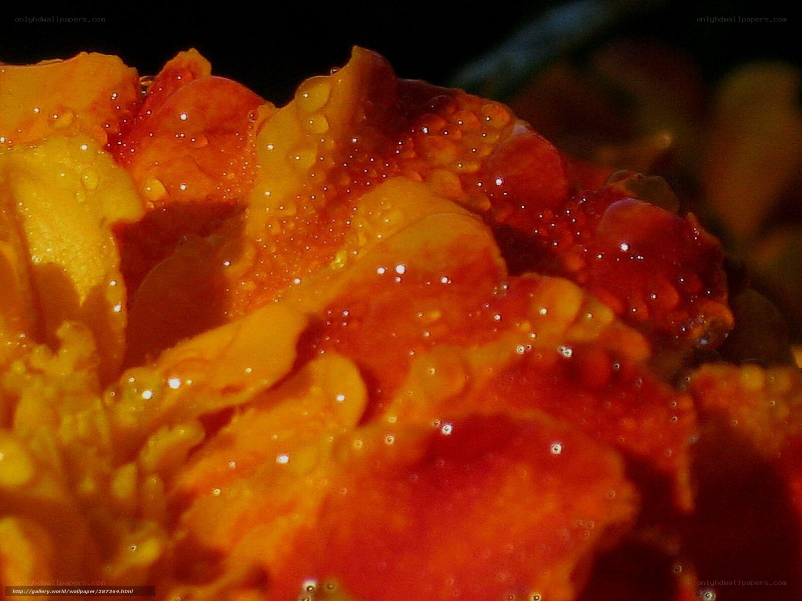 Close-up of a flower with water droplets