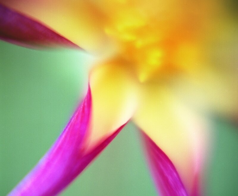 Close-up of a Flower — Yellow
