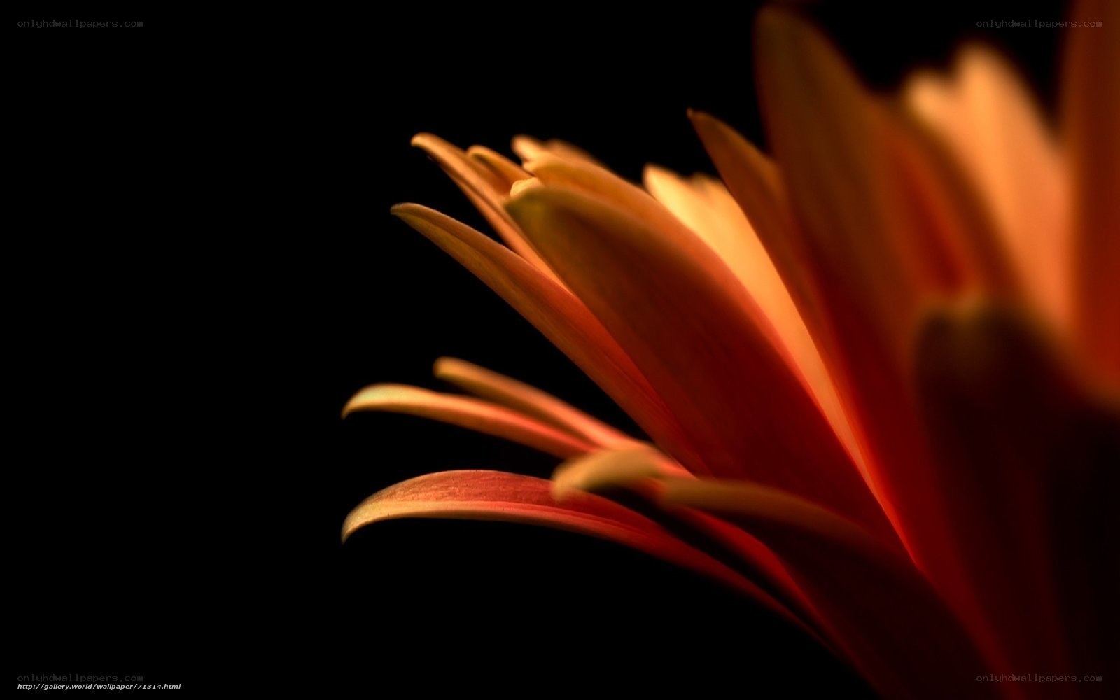 Close-up of a flower