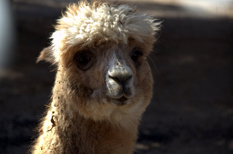 close-up of a fluffy alpaca