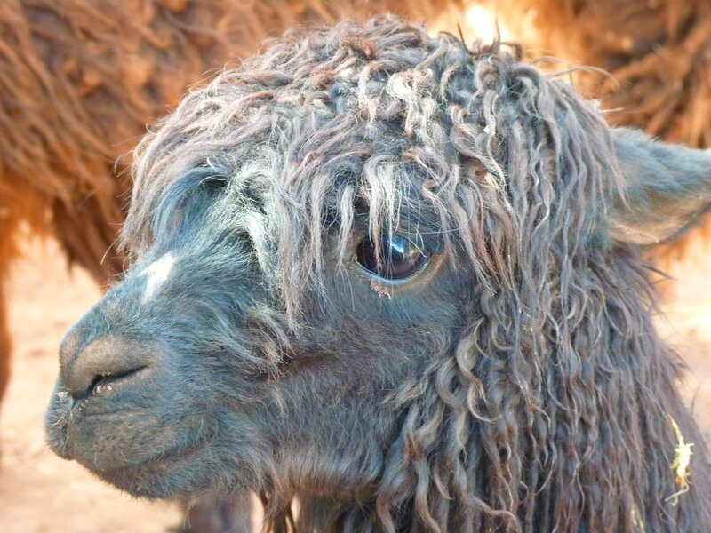 close-up of a fluffy alpaca