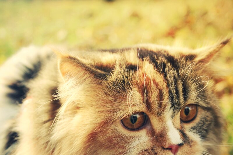 close-up of a fluffy cat