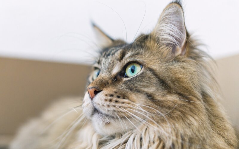 close-up of a fluffy cat