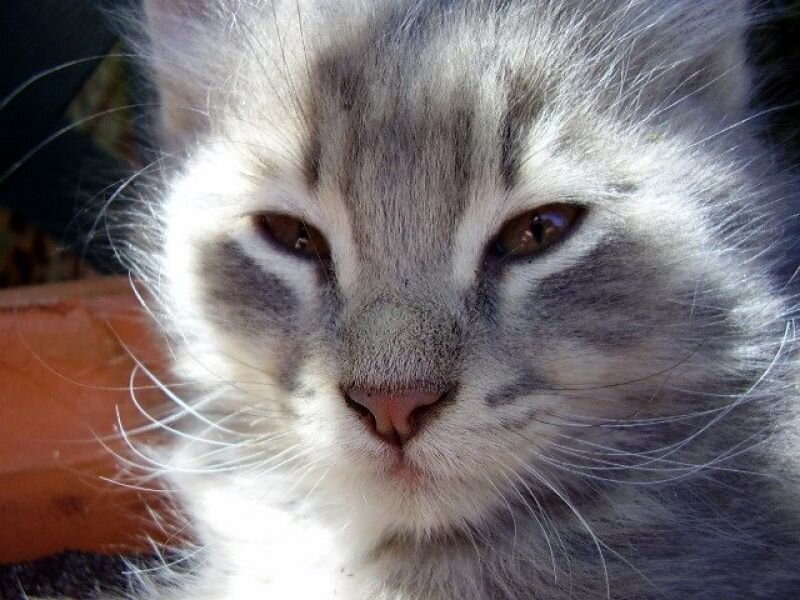 close-up of a fluffy cat