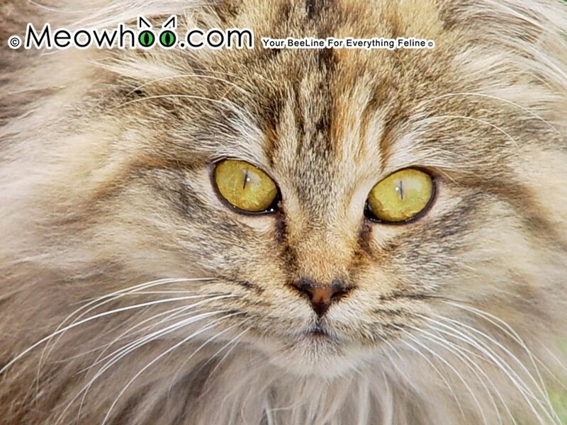 close-up of a fluffy cat