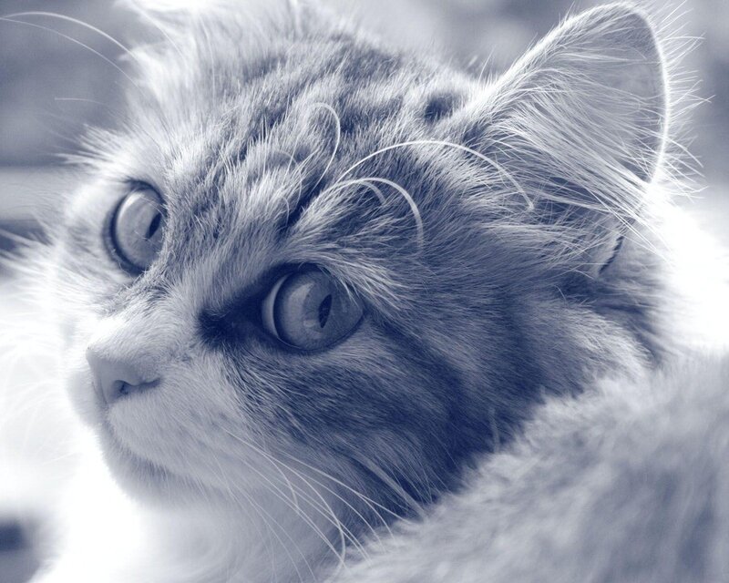 close-up of a fluffy cat