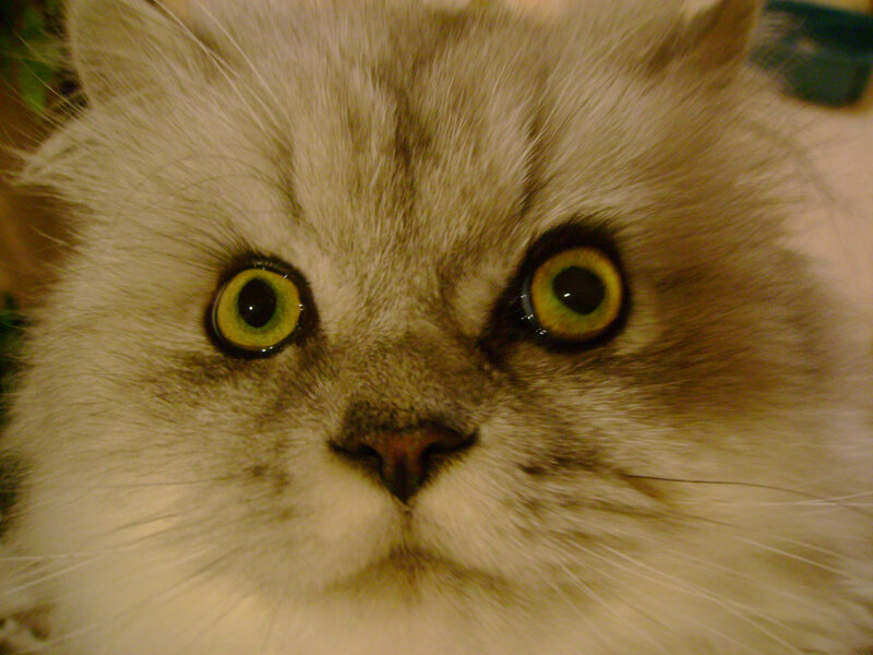 close-up of a fluffy cat