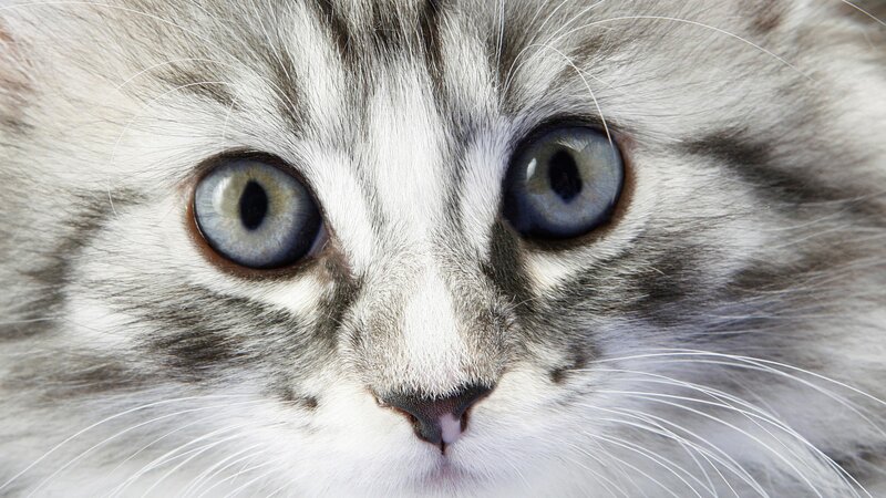 close-up of a fluffy cat