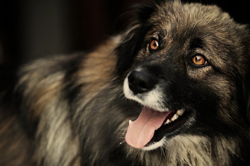 close-up of a fluffy dog
