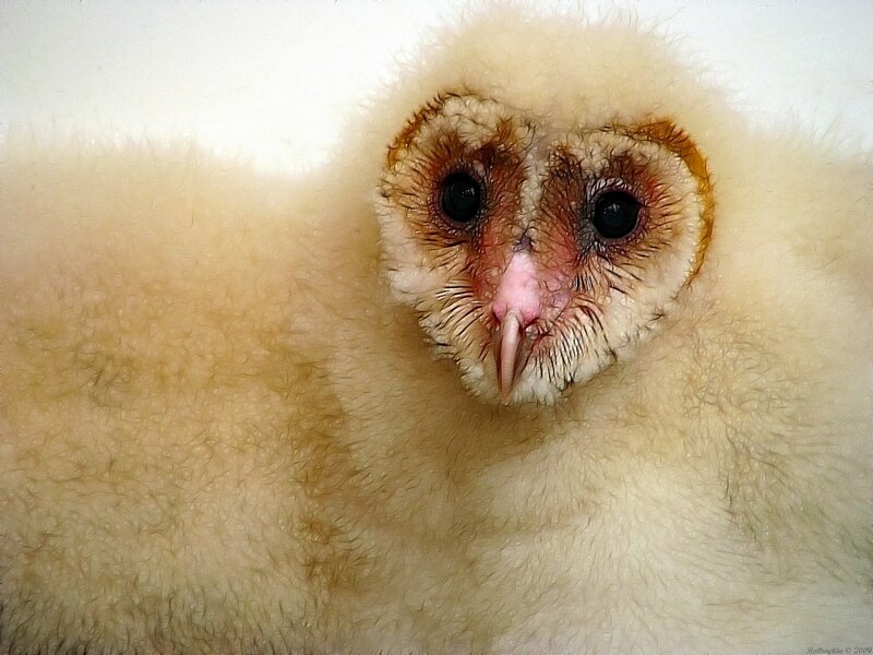 Close-up of a fluffy owl chick