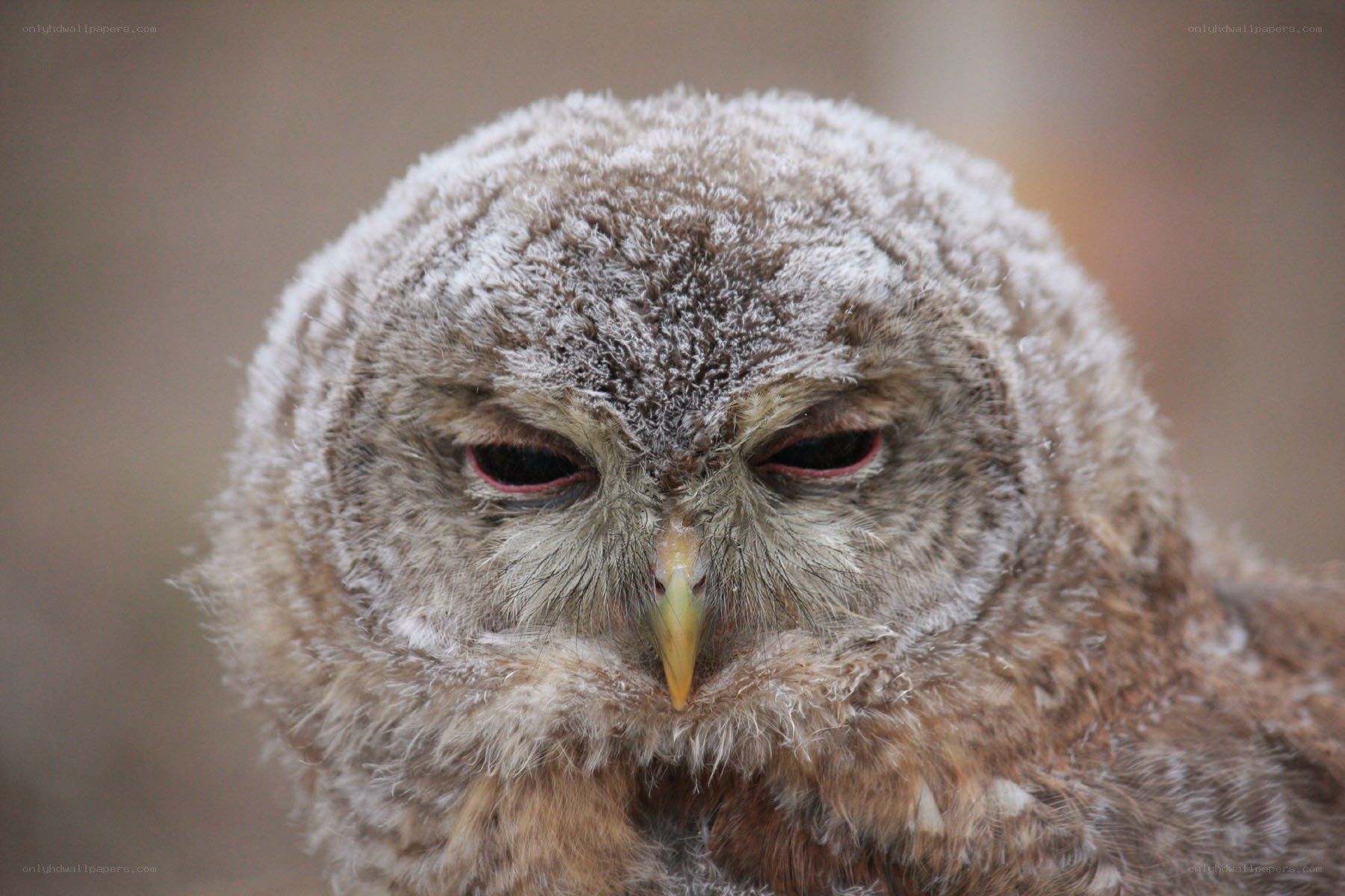 close-up of a fluffy owl