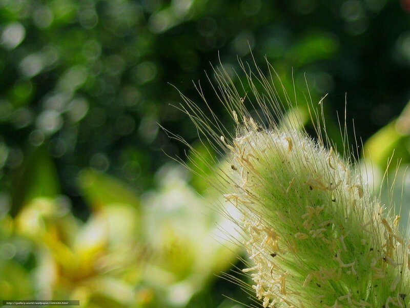 Close-up of a fluffy plant