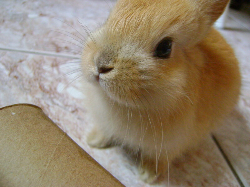 Close-up of a fluffy rabbit