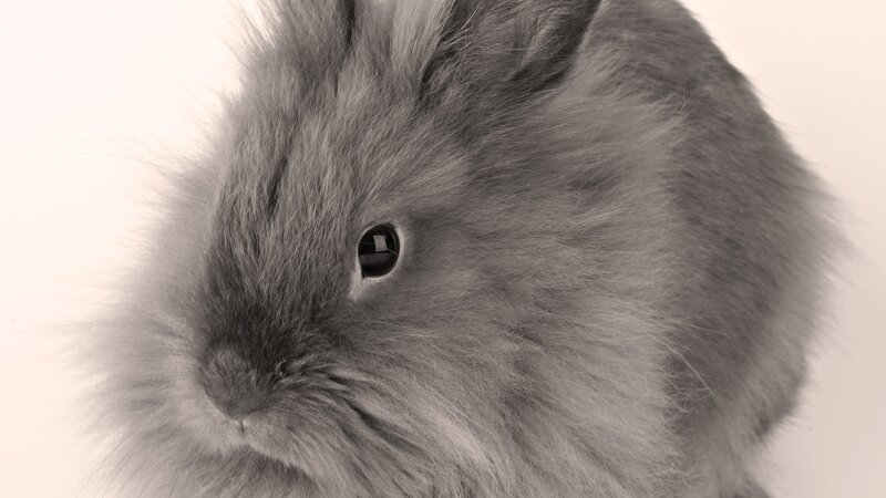 close-up of a fluffy rabbit