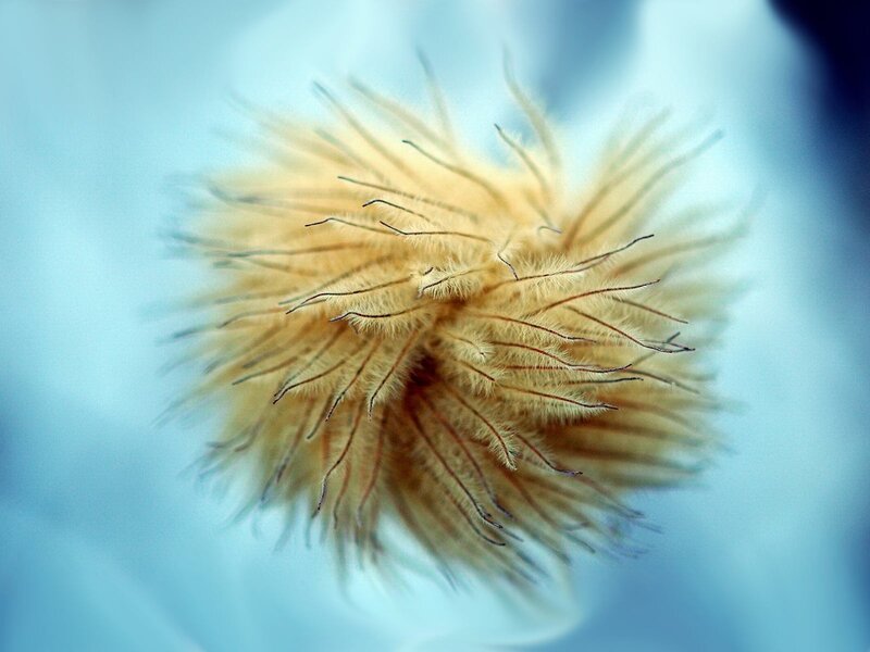 close-up of a fluffy seed pod