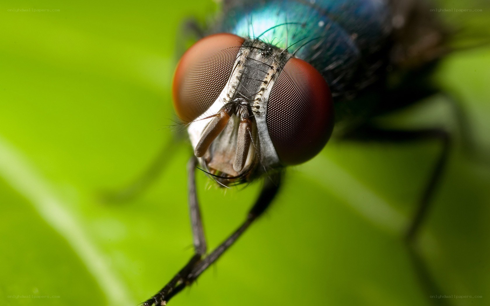 close-up of a fly