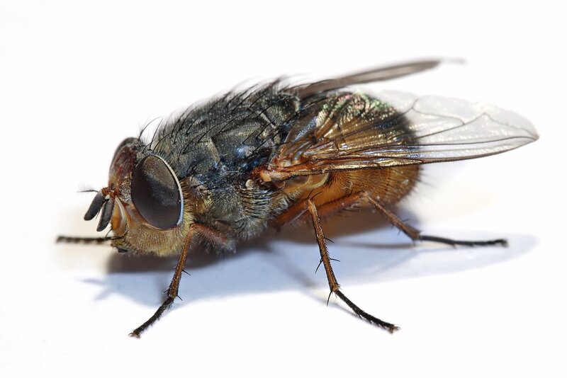 close-up of a fly