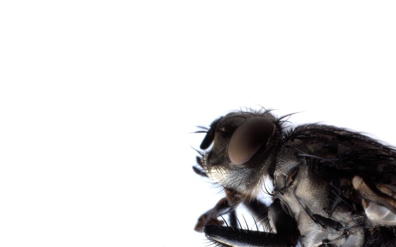 close-up of a fly