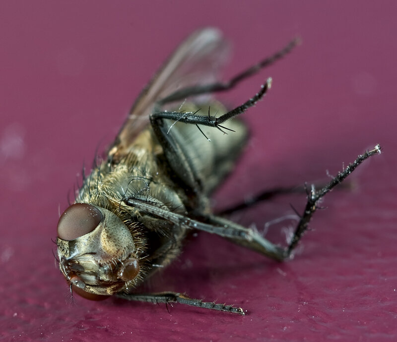 close-up of a fly