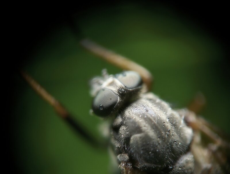 close-up of a fly