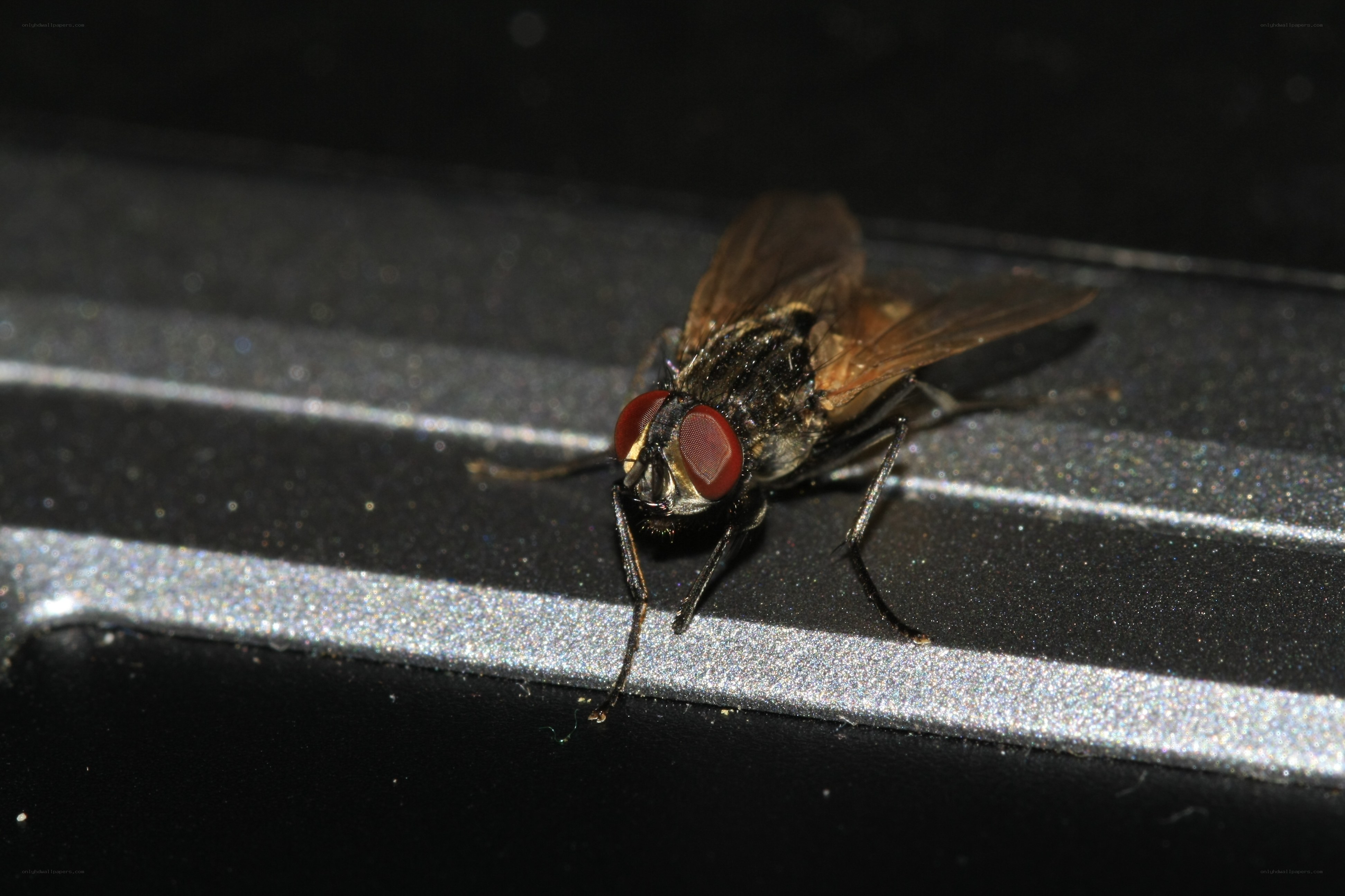 close-up of a fly