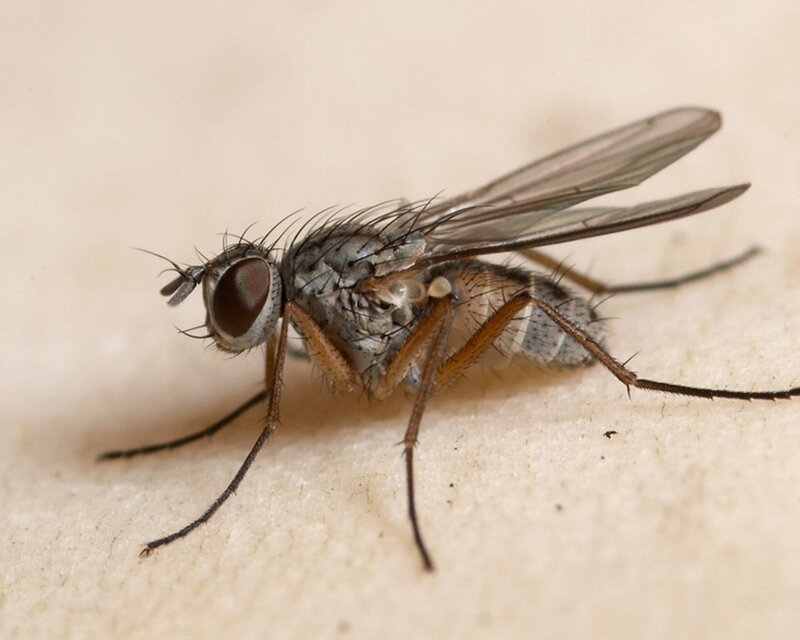close-up of a fly