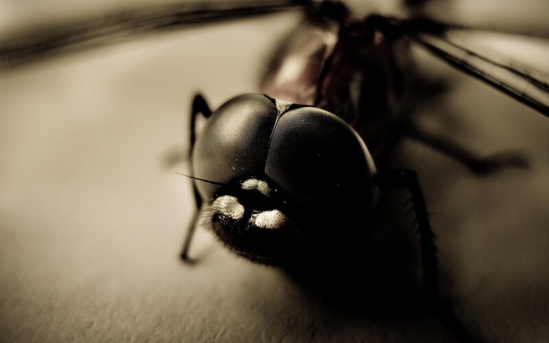 close-up of a fly