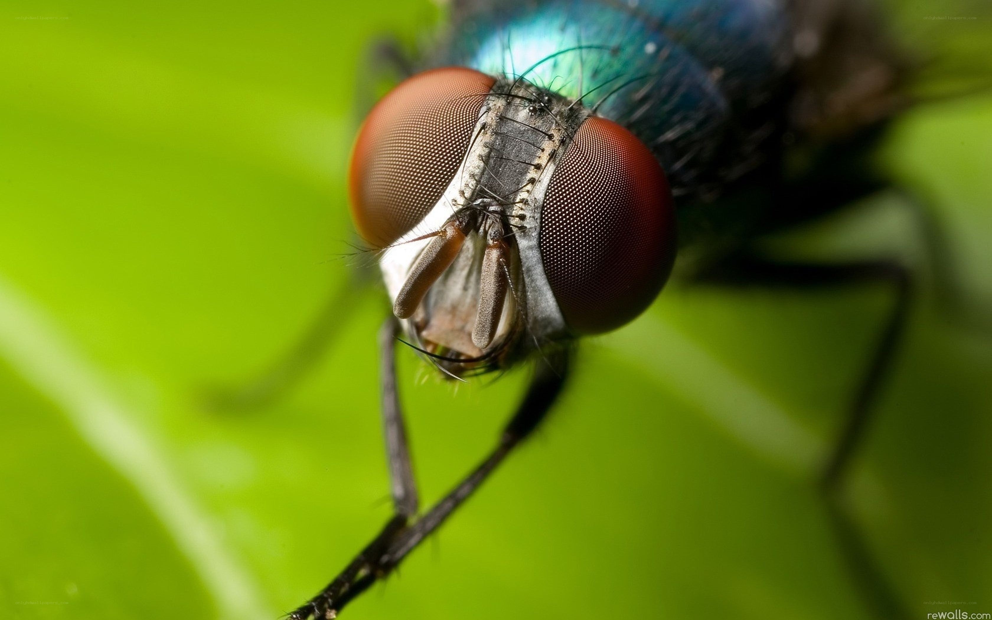 close-up of a fly
