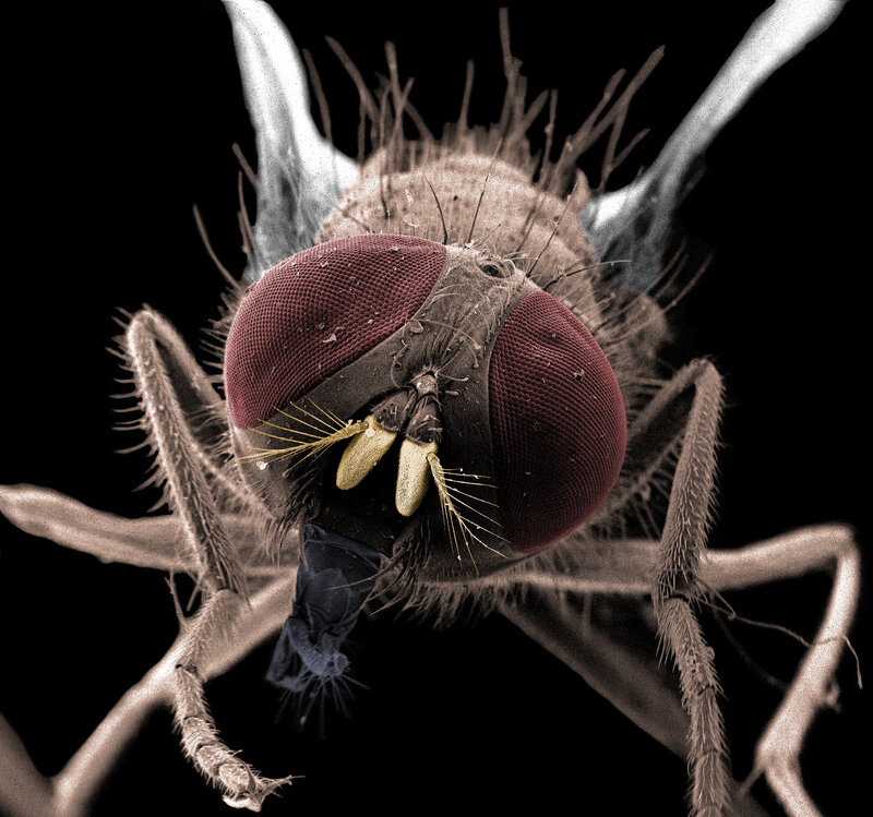 close-up of a fly