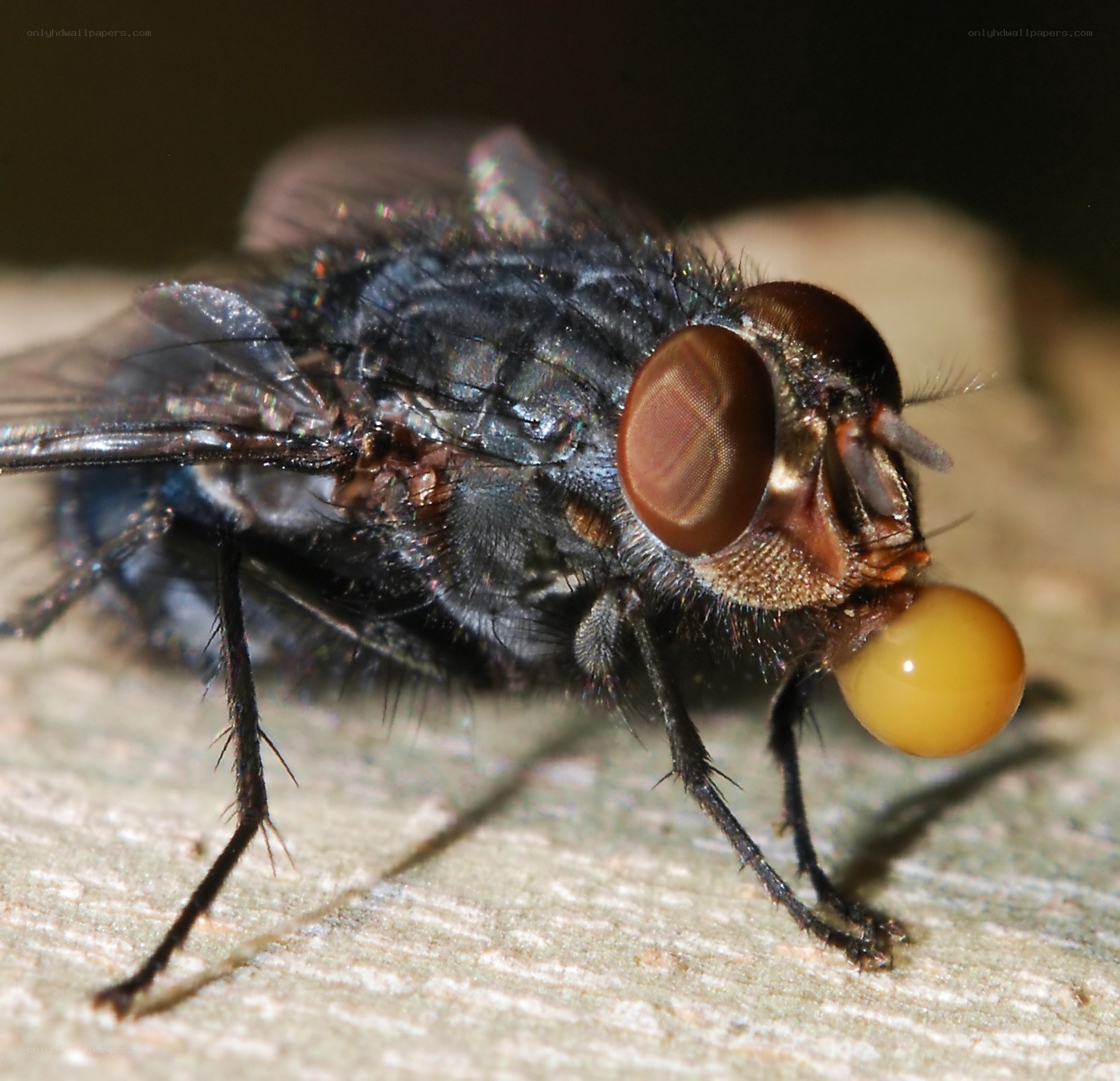 close-up of a fly