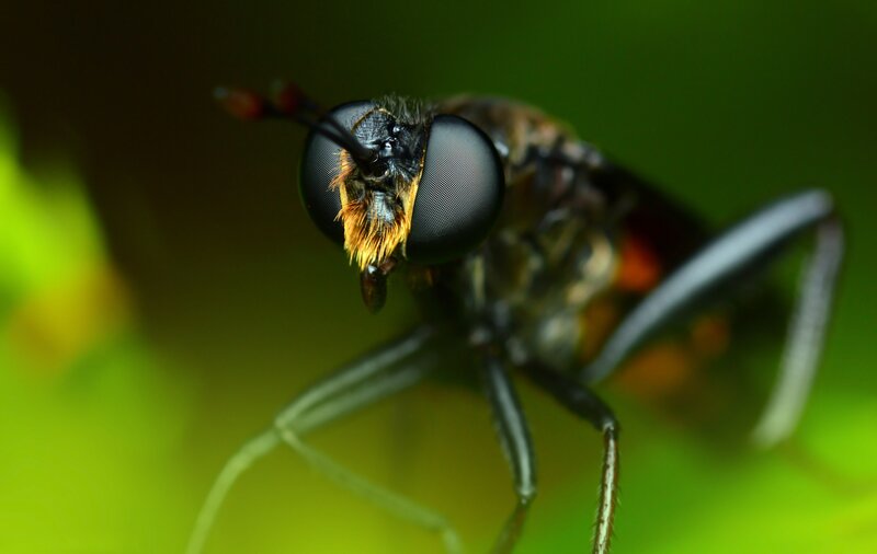 Close-up of a Fly — Black, Natural