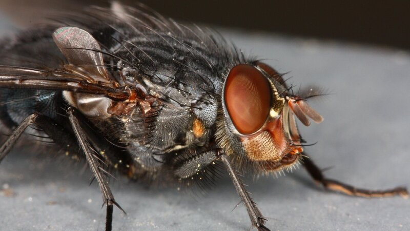 Close-up of a Fly — Black, Neutral