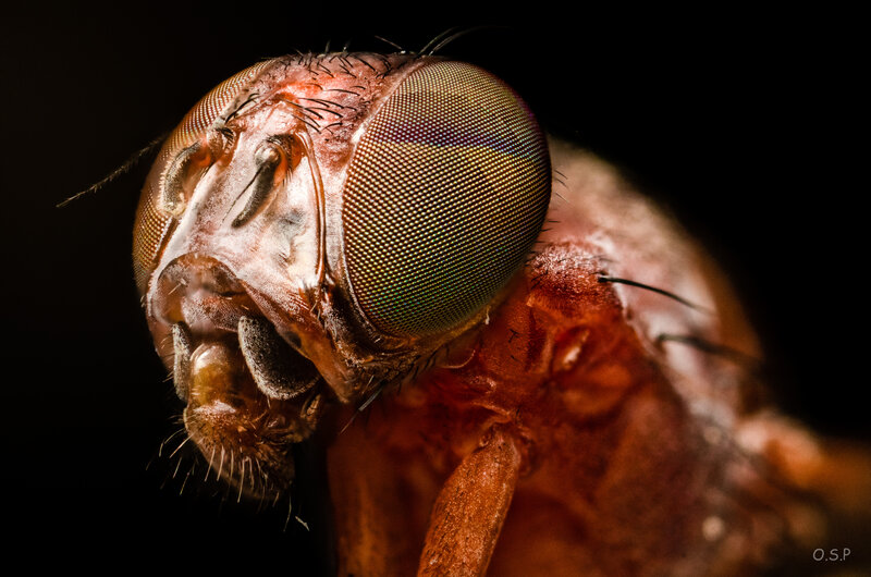 Close-up of a Fly — Brown, Dramatic, Photograph